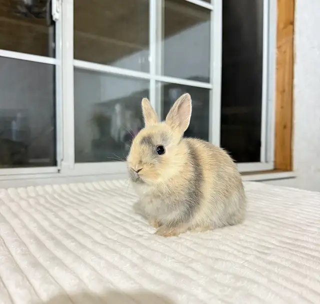 Tiny Netherland Dwarf baby bunnies - Photo 6