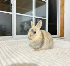Tiny Netherland Dwarf baby bunnies - Photo 6