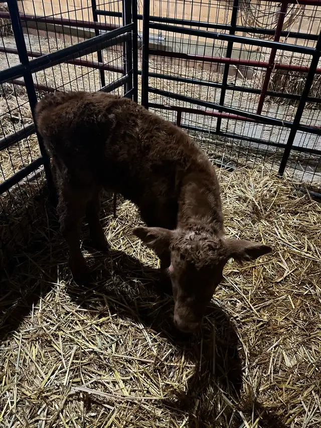 bottle fed calf