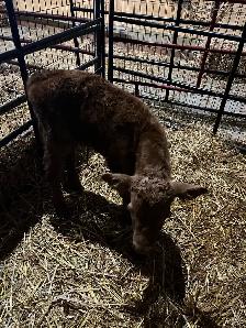 bottle fed calf