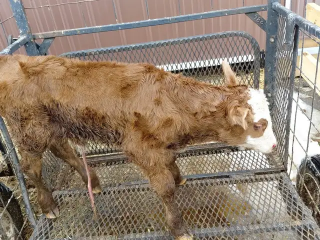 bottle fed calf - Photo 2