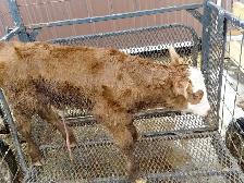 bottle fed calf - Photo 2