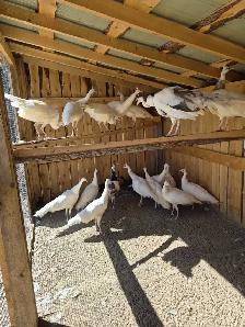 White peafowl