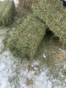 Hay fo Sale