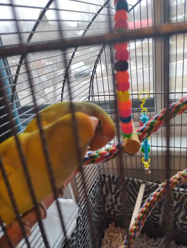 inséparables à vendre