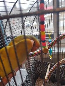 inséparables à vendre