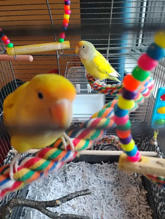 inséparables à vendre - Photo 2