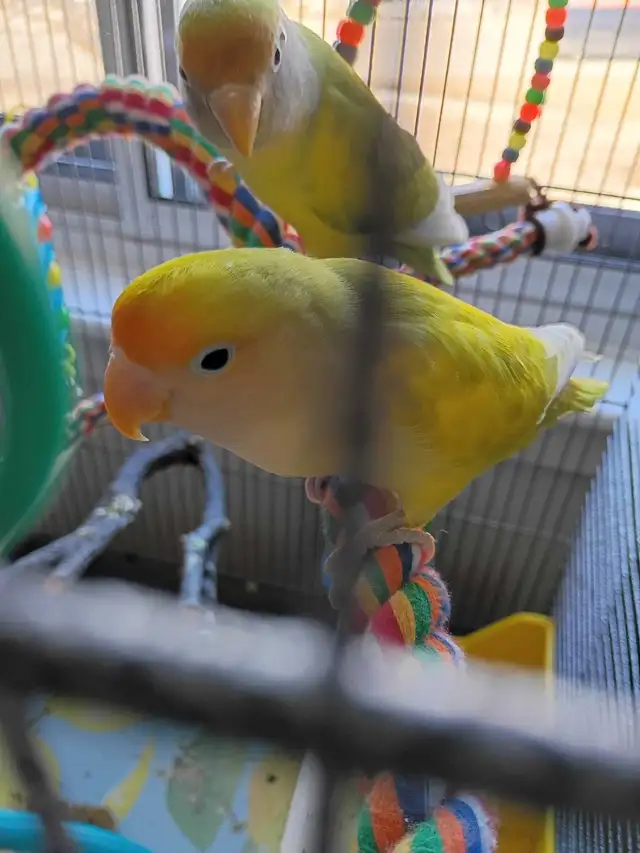 inséparables à vendre - Photo 3