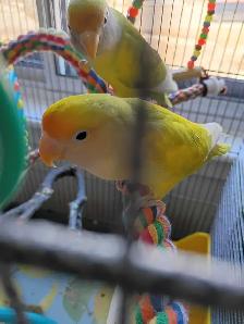 inséparables à vendre - Photo 3