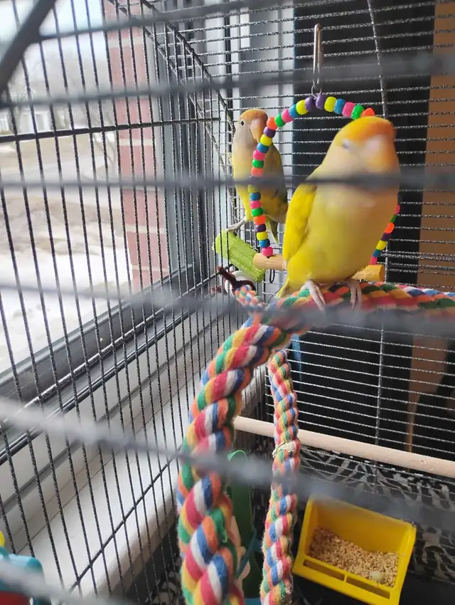 inséparables à vendre - Photo 4