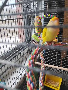 inséparables à vendre - Photo 4