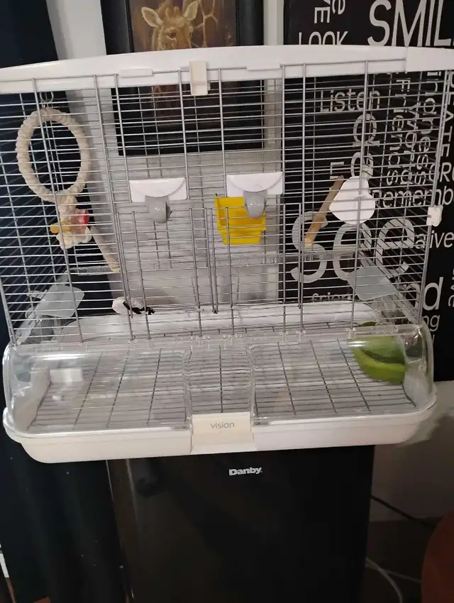 inséparables à vendre - Photo 5