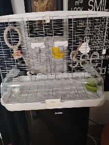 inséparables à vendre - Photo 5