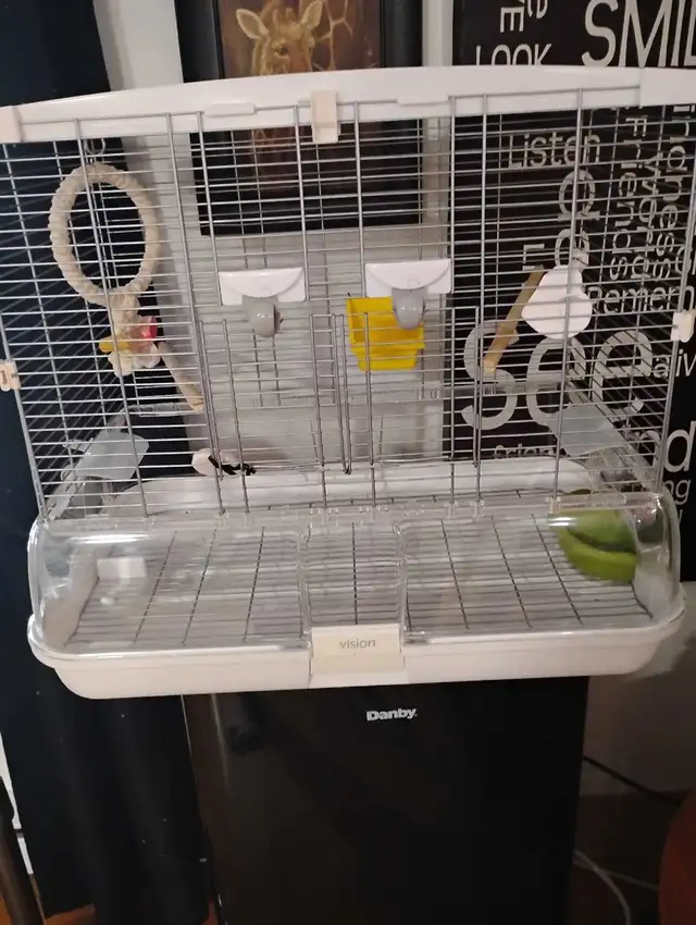 inséparables à vendre - Photo 6