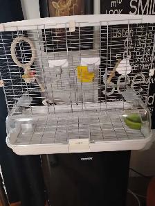 inséparables à vendre - Photo 6