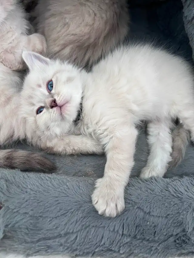 Superbes chatons Sibériens hypoallergènes pures races enr TICA