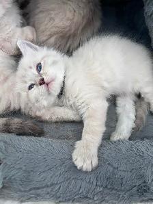 Superbes chatons Sibériens hypoallergènes pures races enr TICA