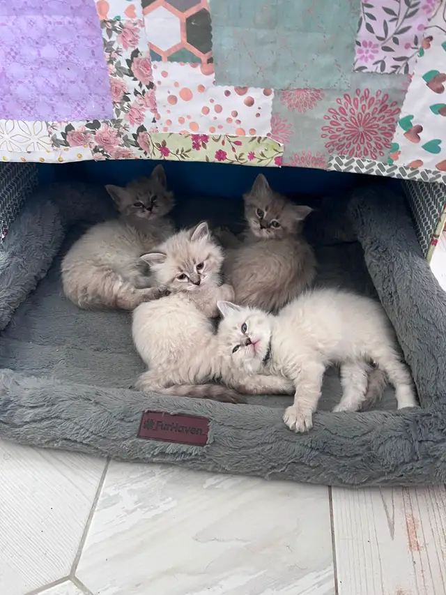 Superbes chatons Sibériens hypoallergènes pures races enr TICA - Photo 2