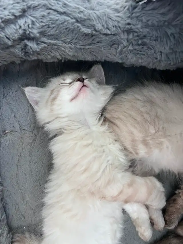 Superbes chatons Sibériens hypoallergènes pures races enr TICA - Photo 3