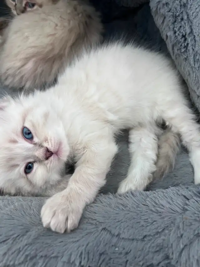 Superbes chatons Sibériens hypoallergènes pures races enr TICA - Photo 4