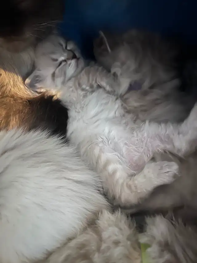 Superbes chatons Sibériens hypoallergènes pures races enr TICA - Photo 5