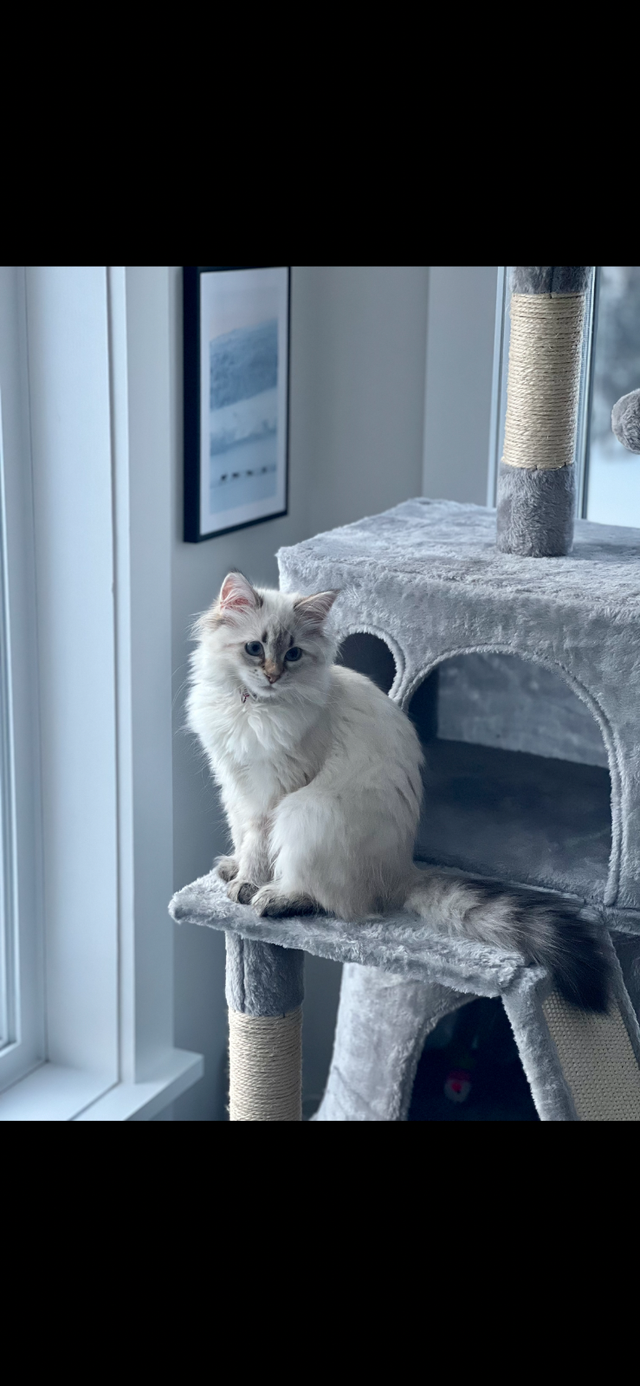 Superbes chatons Sibériens hypoallergènes pures races enr TICA - Photo 6