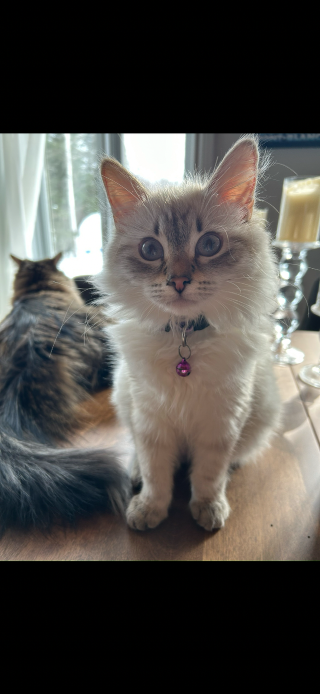 Superbes chatons Sibériens hypoallergènes pures races enr TICA - Photo 7