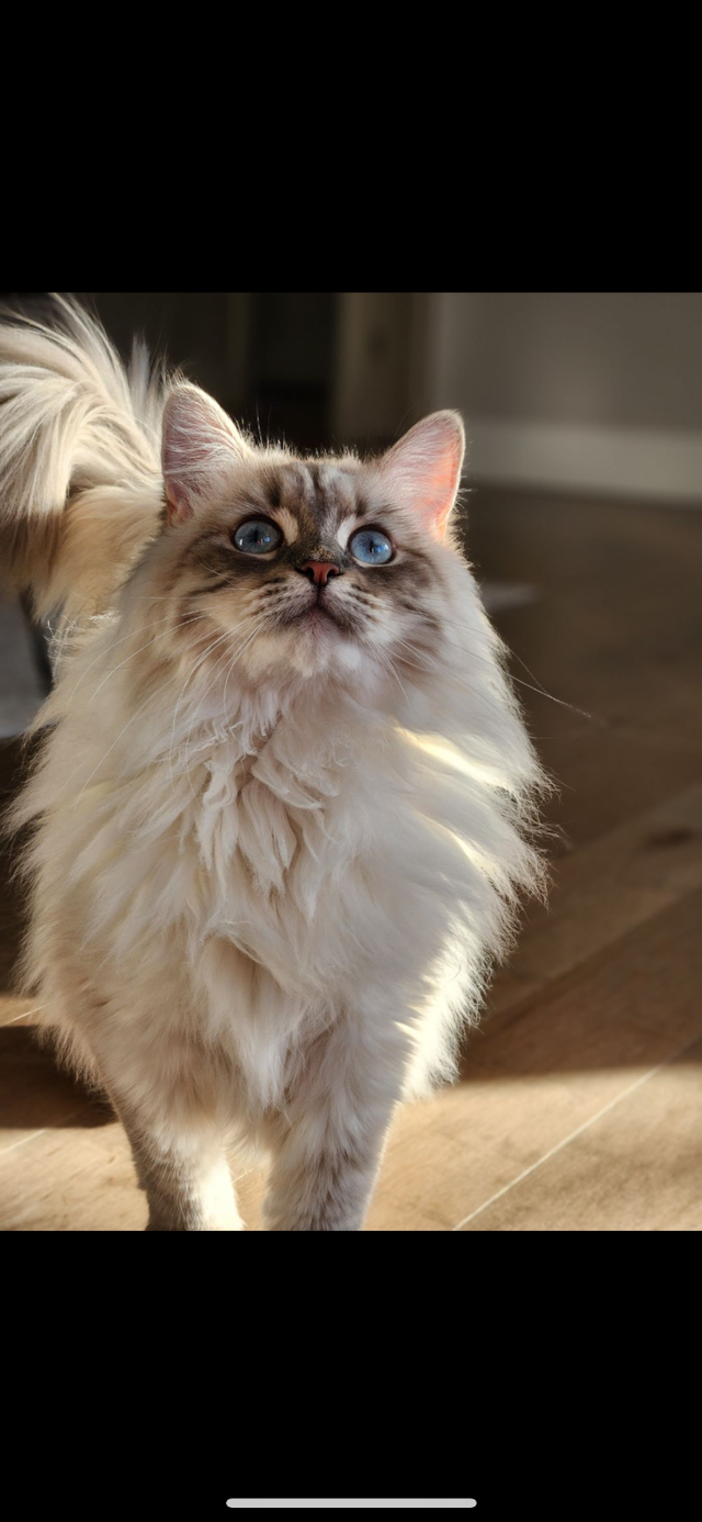 Superbes chatons Sibériens hypoallergènes pures races enr TICA - Photo 8