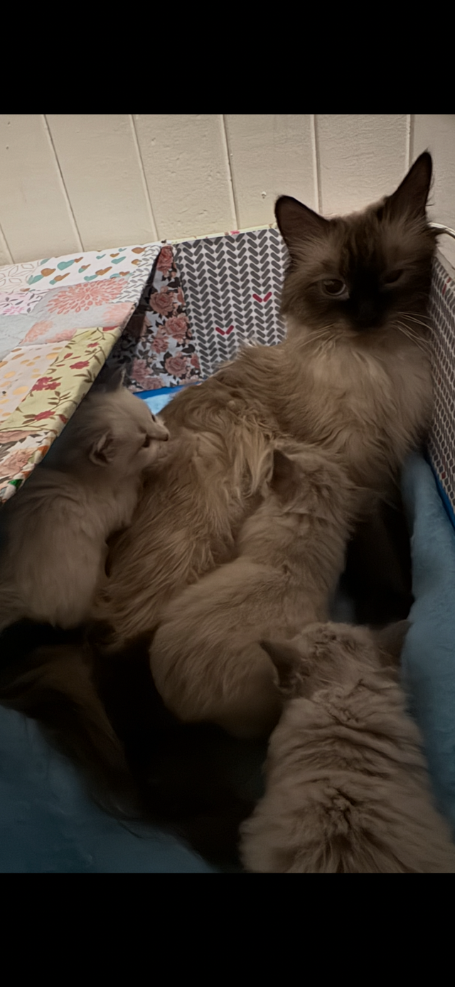 Superbes chatons Sibériens hypoallergènes pures races enr TICA - Photo 9