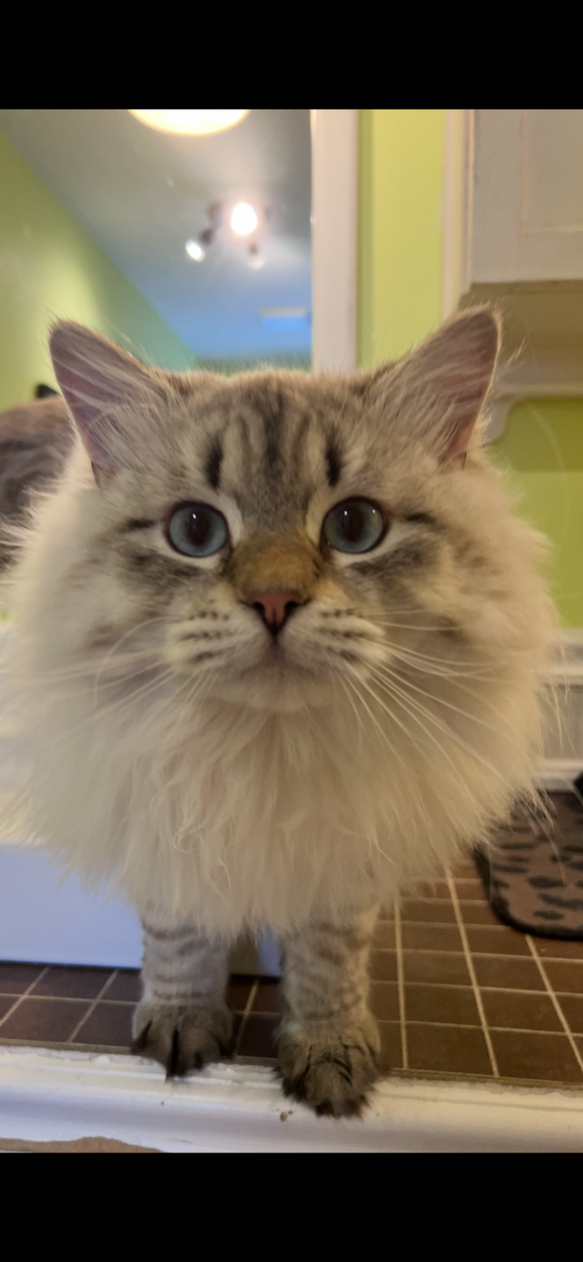 Superbes chatons Sibériens hypoallergènes pures races enr TICA - Photo 10