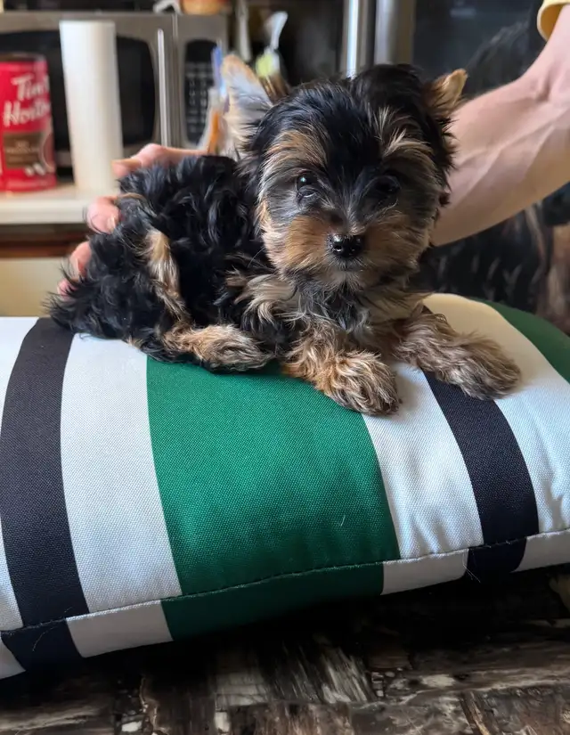 Yorkshire femelle - Photo 2