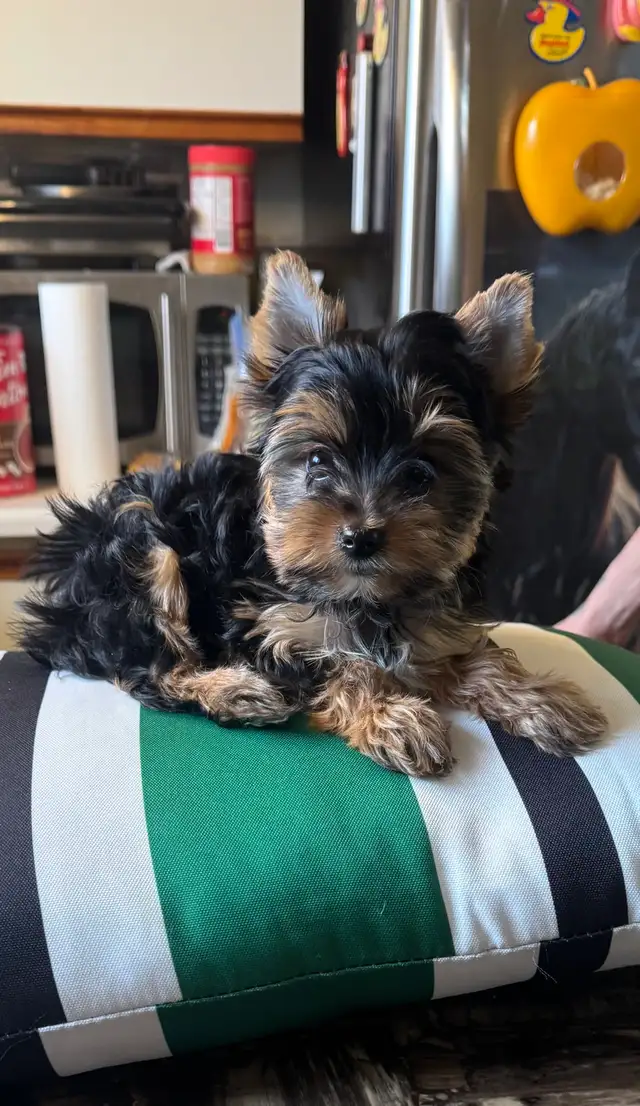 Yorkshire femelle - Photo 3