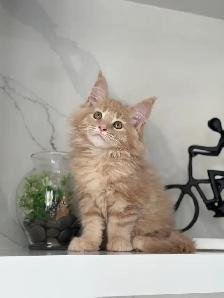 Mainecoon kitten