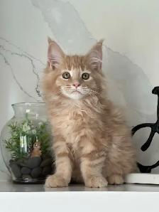 Mainecoon kitten - Photo 2