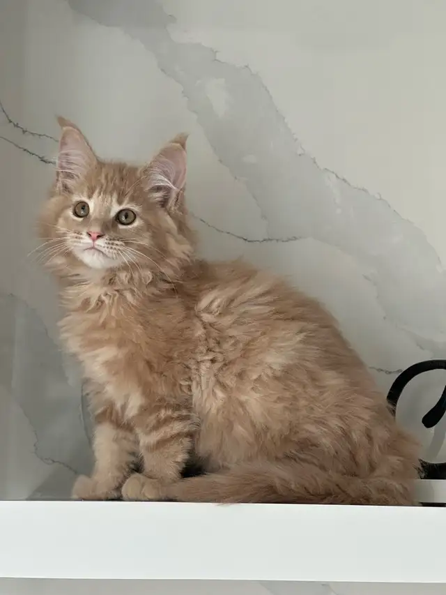 Mainecoon kitten - Photo 3