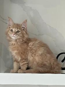 Mainecoon kitten - Photo 3