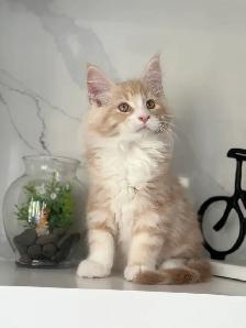 Mainecoon kitten - Photo 4