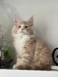 Mainecoon kitten - Photo 5