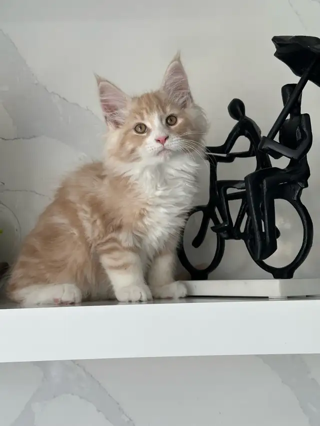 Mainecoon kitten - Photo 6