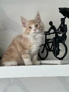 Mainecoon kitten - Photo 6