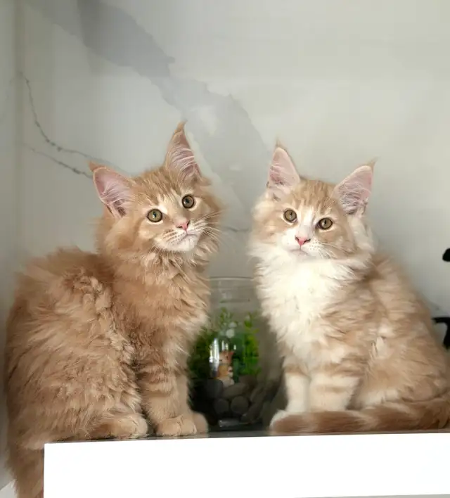 Mainecoon kitten - Photo 7