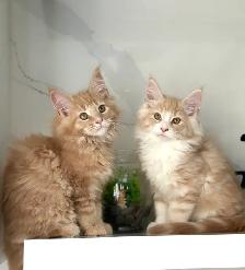 Mainecoon kitten - Photo 7