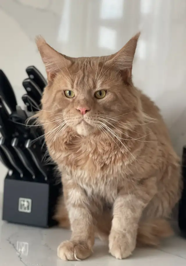 Mainecoon kitten - Photo 8