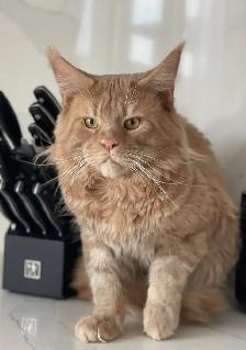 Mainecoon kitten - Photo 8