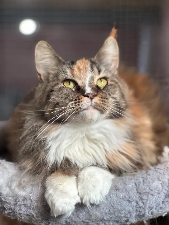 Mainecoon kitten - Photo 9