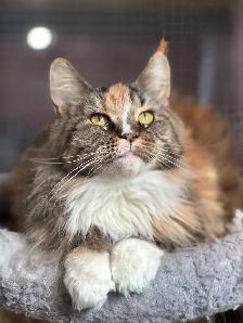 Mainecoon kitten - Photo 9