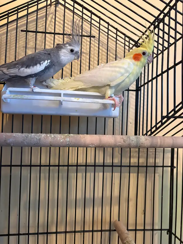 2 cockateels for sale with cage and accessories