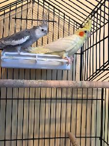 2 cockateels for sale with cage and accessories