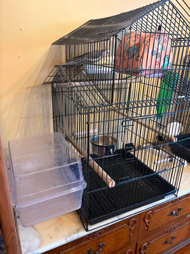 2 cockateels for sale with cage and accessories - Photo 2
