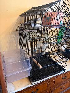 2 cockateels for sale with cage and accessories - Photo 2